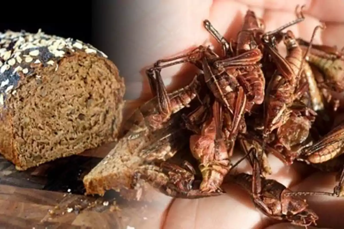 A whole grain bread with seeds alongside a handful of edible insects. A whole grain bread with seeds alongside a handful of edible insects.