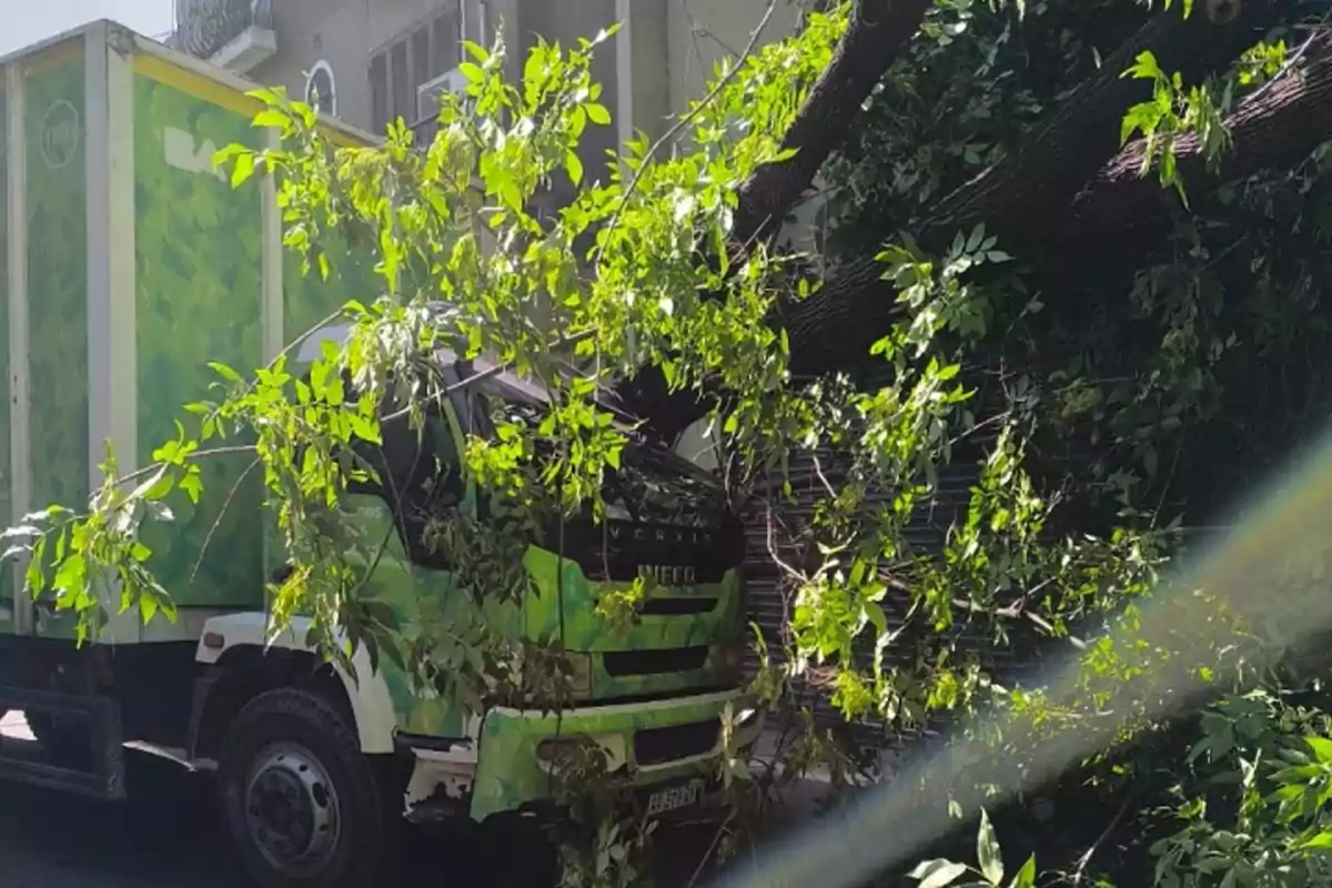 Un camión verde atrapado bajo un árbol caído en una calle urbana.