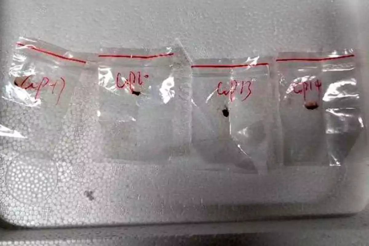 Four small clear plastic bags labeled with red marker, each containing a dark sample inside, on a white polystyrene surface. Four small clear plastic bags labeled with red marker, each containing a dark sample inside, on a white polystyrene surface.