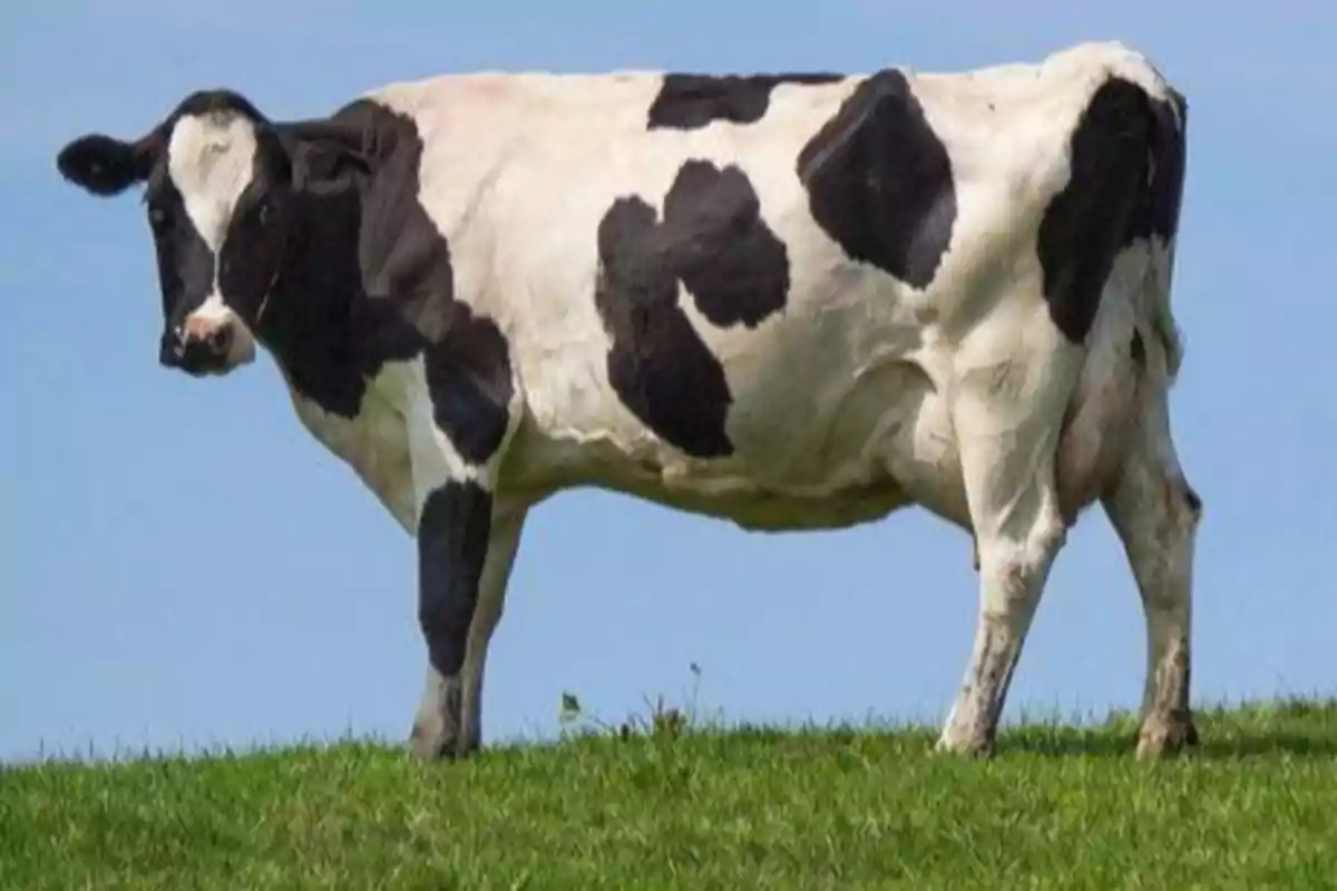 Una vaca blanca y negra de pie sobre un campo de hierba bajo un cielo azul.