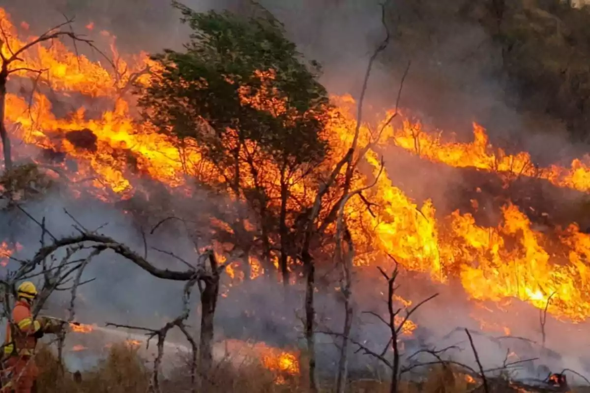 Incendio forestal con un bombero intentando apagar las llamas entre árboles y vegetación Incendio forestal con un bombero intentando apagar las llamas entre árboles y vegetación