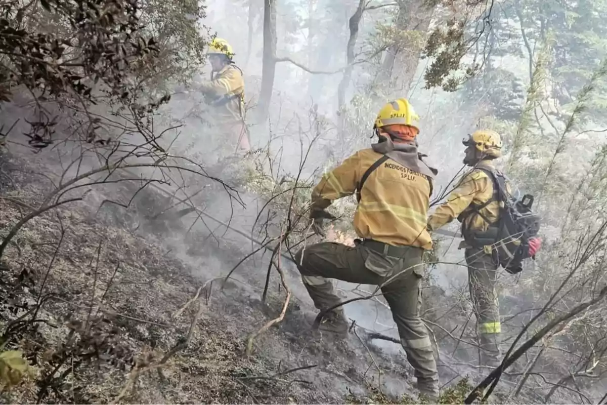 Bomberos forestales trabajando en la extinción de un incendio en un área boscosa llena de humo.