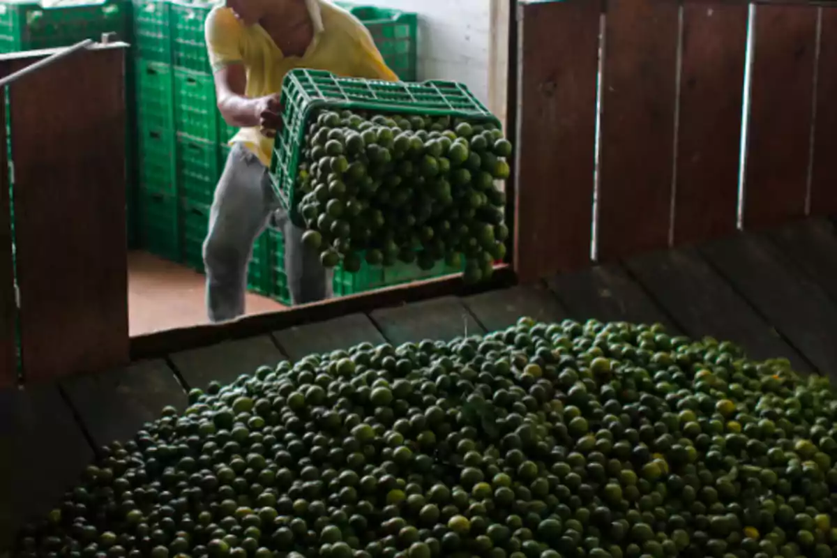 Persona vaciando una caja de limones verdes en un almacén con cajas apiladas al fondo.