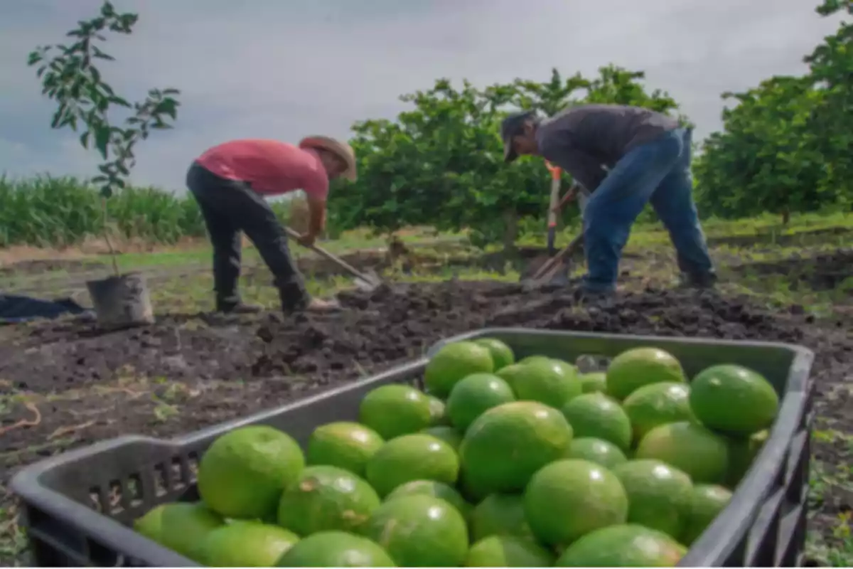 Dos personas trabajando en un campo con una caja llena de limones en primer plano.