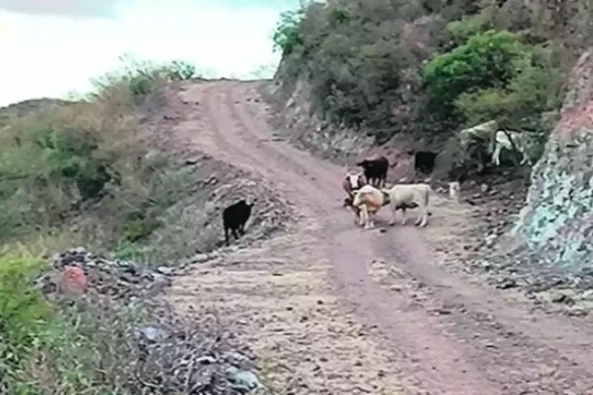 Un grupo de vacas camina por un camino de tierra rodeado de vegetación y colinas.