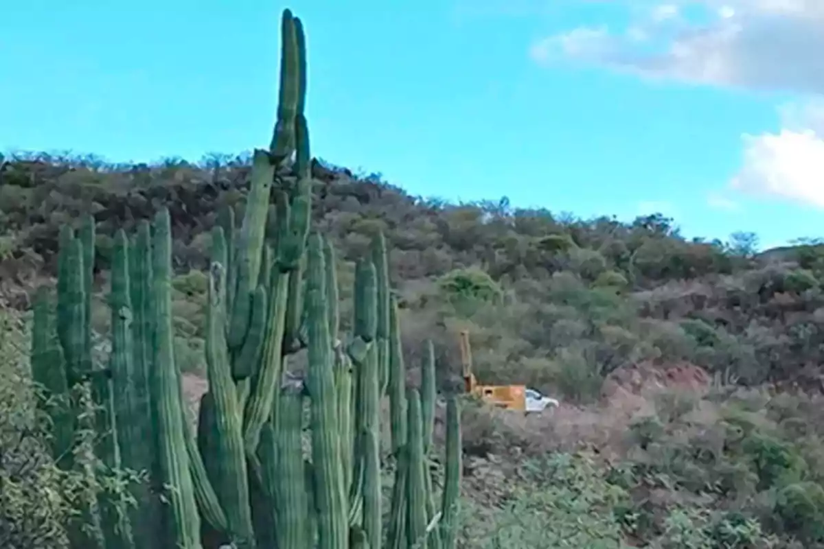 Cactus altos en un paisaje árido con un vehículo y equipo de construcción al fondo.