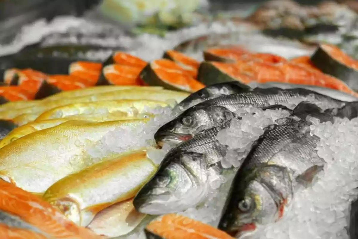 Pescados frescos y filetes de salmón sobre una cama de hielo en un mercado.