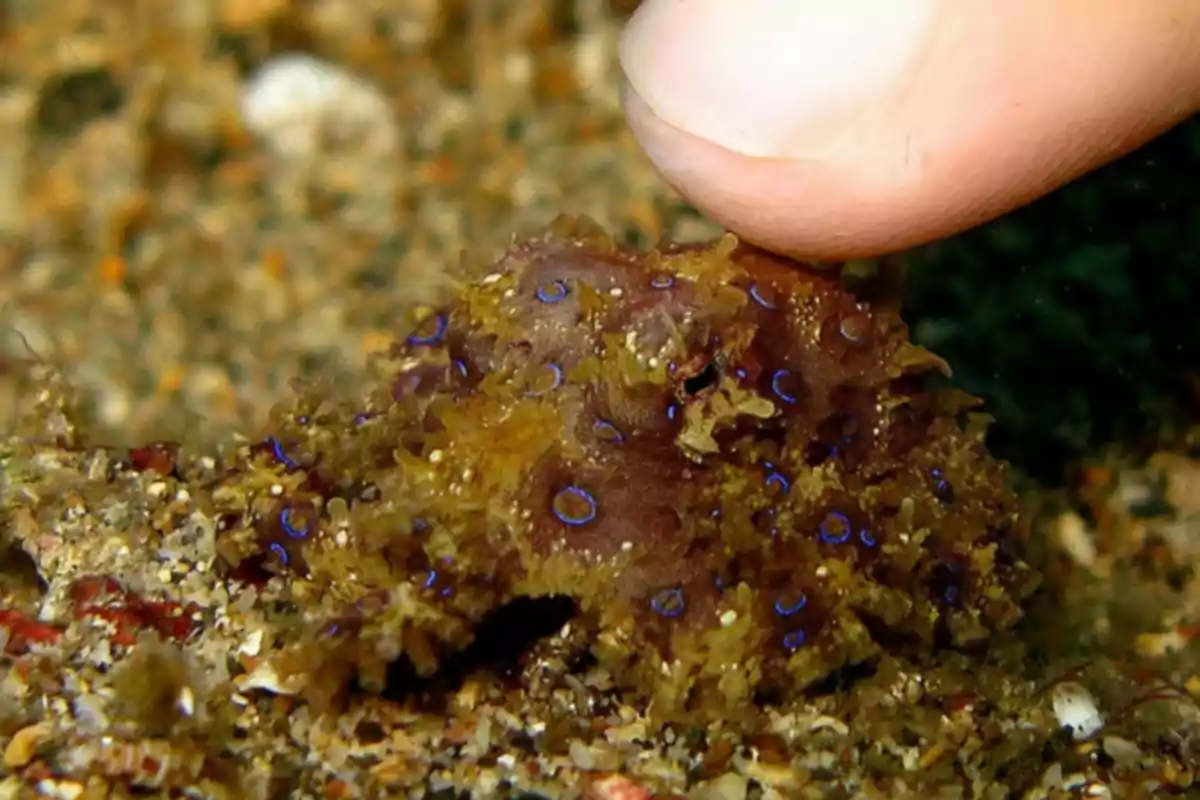 Un pulpo de anillos azules sobre el fondo marino con un dedo humano cerca.