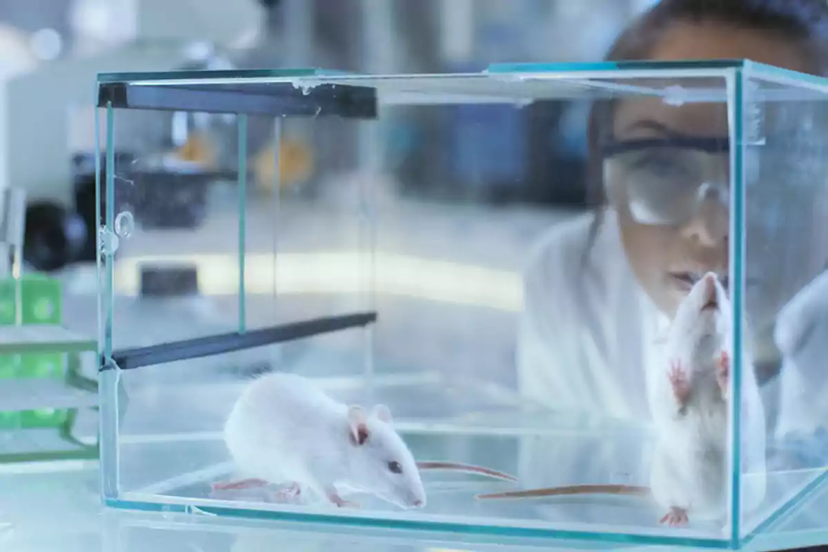 Two white mice inside a glass box in a laboratory with a person observing through the glass Two white mice inside a glass box in a laboratory with a person observing through the glass