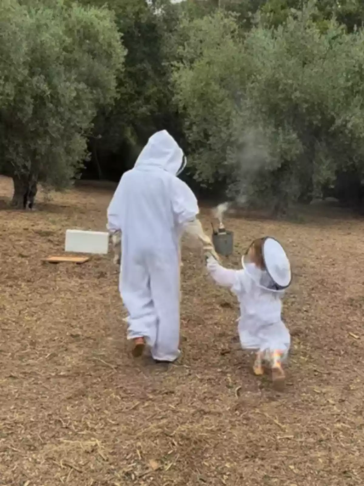 Dos personas vestidas con trajes de apicultor caminan por un campo rodeado de árboles, una de ellas es un niño pequeño que sostiene un ahumador de abejas del que sale humo Dos personas vestidas con trajes de apicultor caminan por un campo rodeado de árboles, una de ellas es un niño pequeño que sostiene un ahumador de abejas del que sale humo