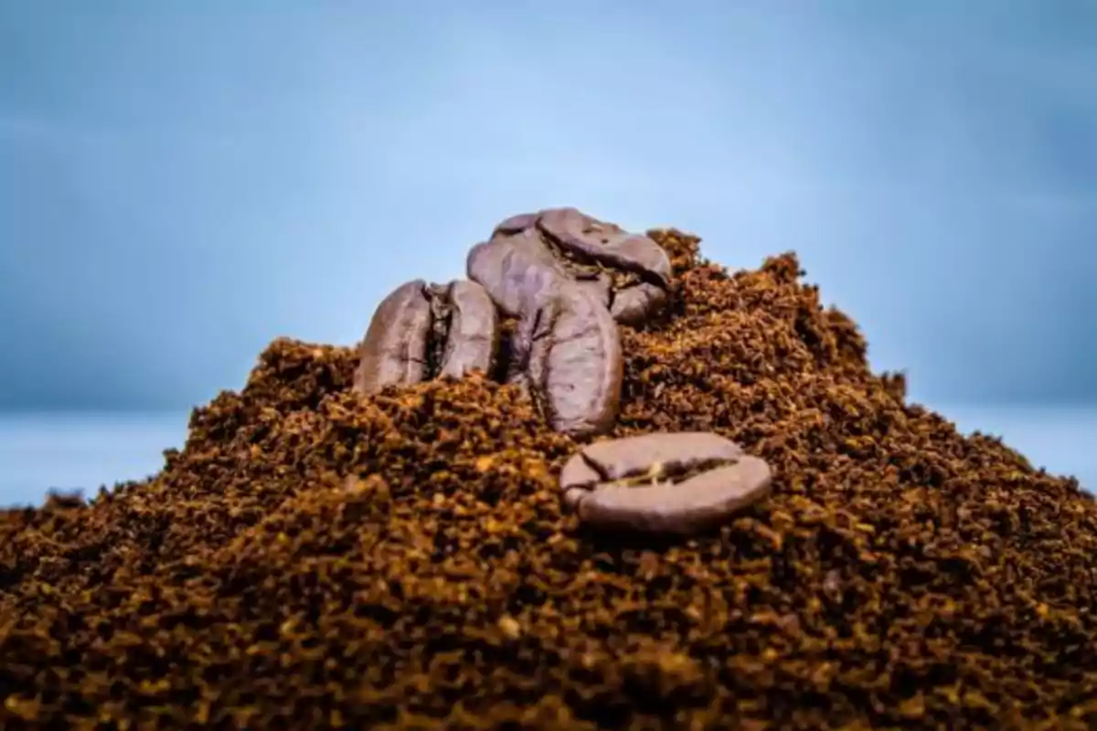 Granos de café sobre un montículo de café molido con un fondo azul. Granos de café sobre un montículo de café molido con un fondo azul.