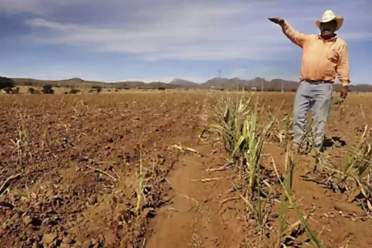 Un agricultor con sombrero muestra un campo seco y con pocas plantas bajo un cielo despejado Un agricultor con sombrero muestra un campo seco y con pocas plantas bajo un cielo despejado