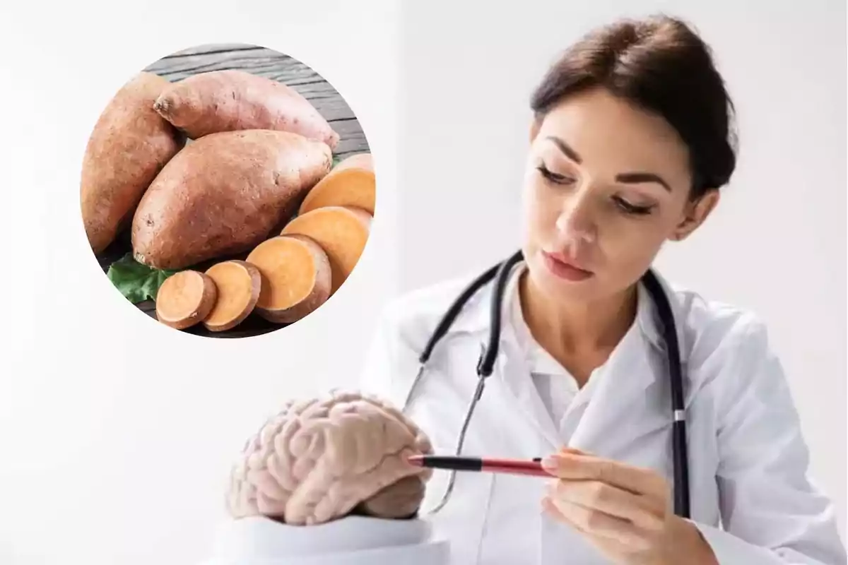 Una neuróloga y estetoscopio observa un modelo de cerebro mientras en un círculo se muestra una imagen de boniatos, uno de los alimentos buenos para la salud cerebral.