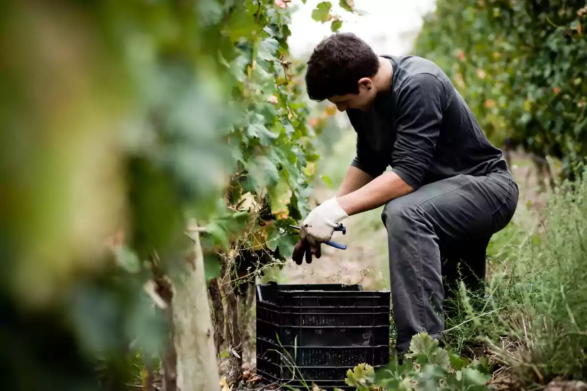 Persona cosechando uvas en un viñedo y colocando los racimos en una caja negra.