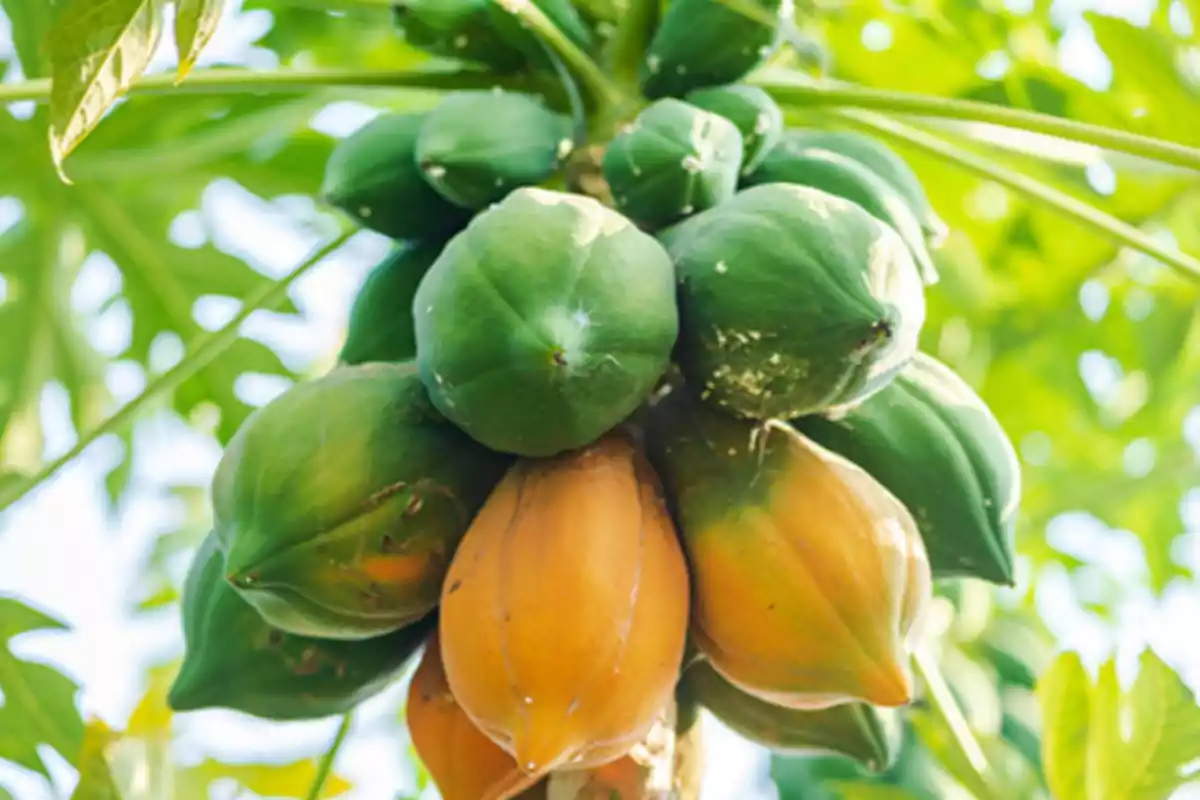 Racimo de papayas verdes y maduras en un árbol bajo la luz del sol.