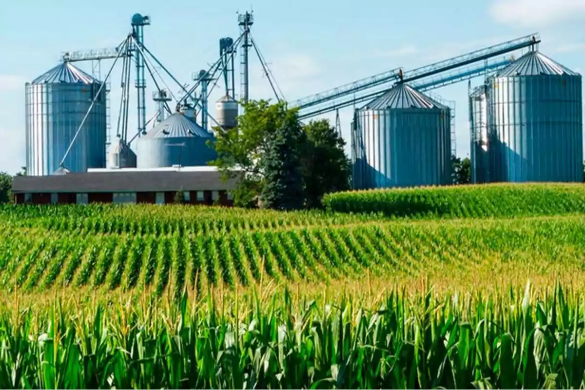 Campo de maíz con silos metálicos y estructuras agrícolas al fondo bajo un cielo azul.