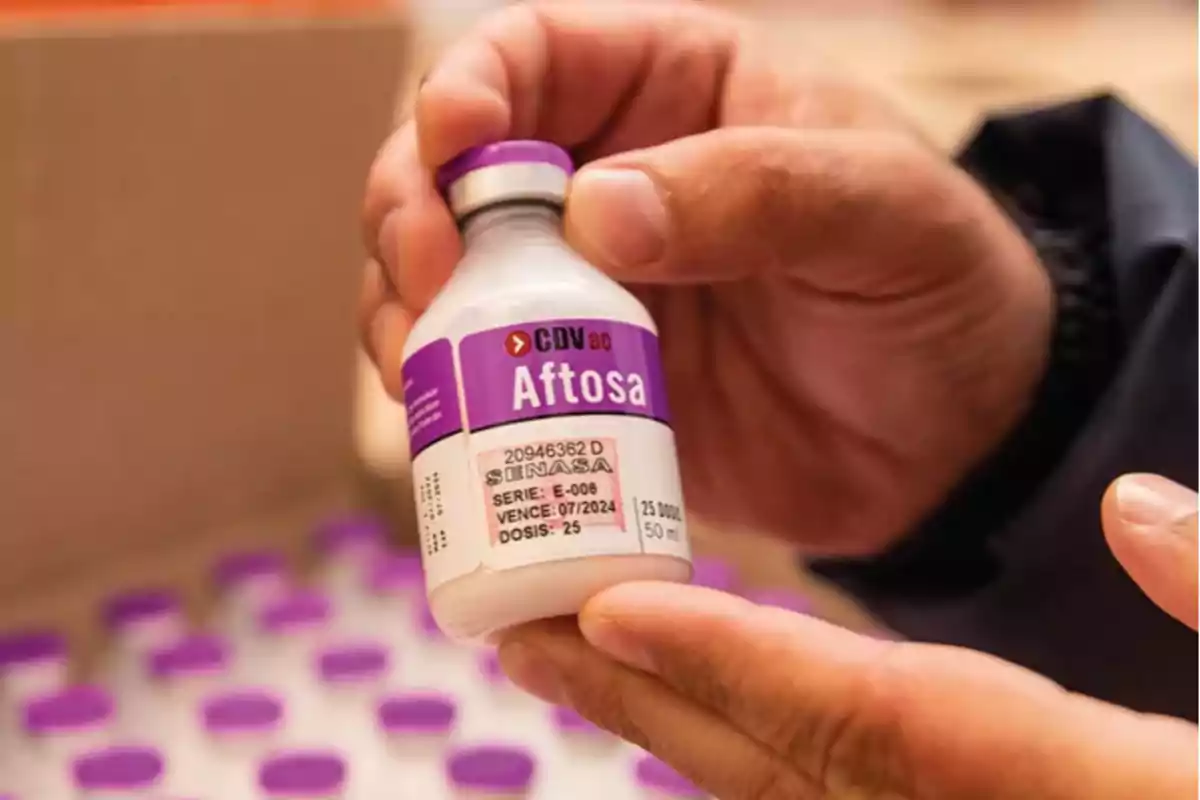 A person holds a foot-and-mouth disease vaccine vial with a purple label and serial and expiration details. A person holds a foot-and-mouth disease vaccine vial with a purple label and serial and expiration details.