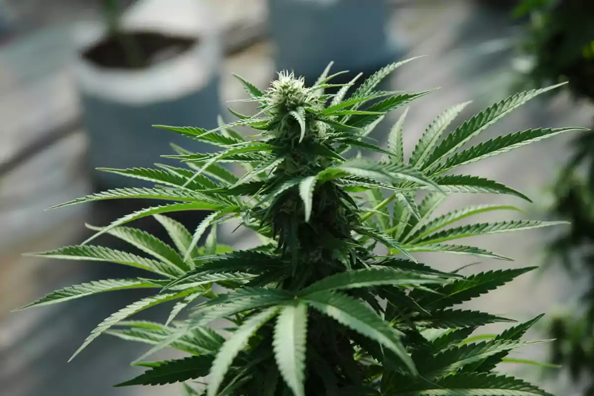 Cannabis plant growing with green leaves and bud in the center.