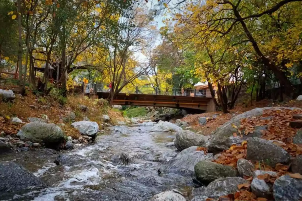 A stream flows between rocks and trees with autumn leaves while a wooden bridge crosses the landscape in the background. A stream flows between rocks and trees with autumn leaves while a wooden bridge crosses the landscape in the background.