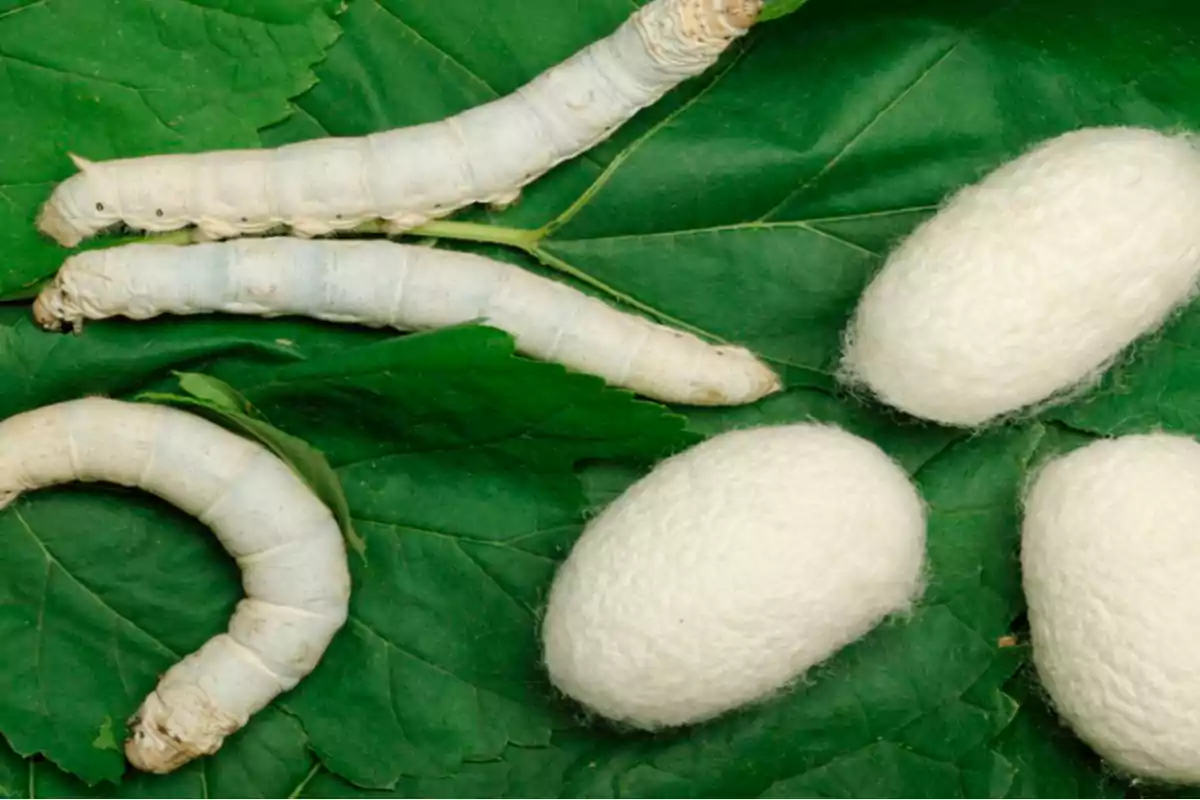 Gusanos de seda y capullos blancos sobre hojas verdes Gusanos de seda y capullos blancos sobre hojas verdes