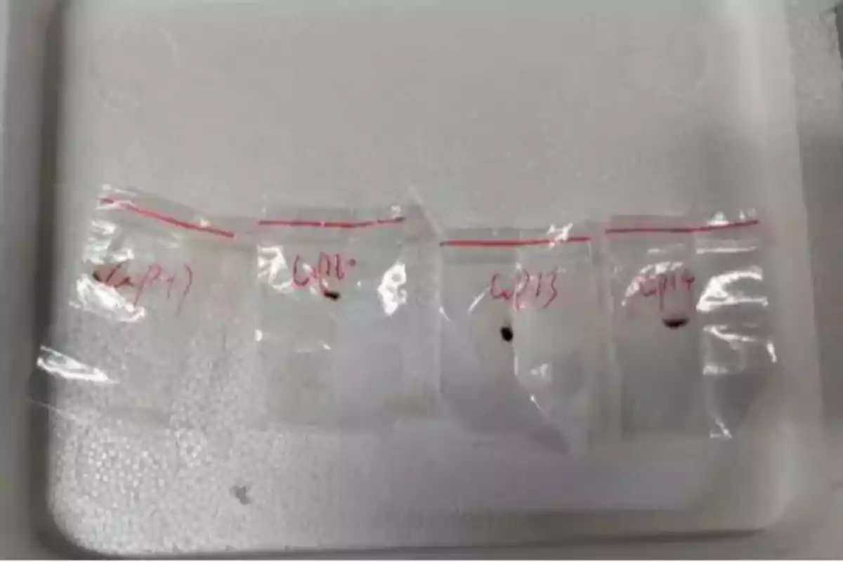 Four small clear plastic bags labeled with red marker, each containing a dark sample, are on a white foam tray.