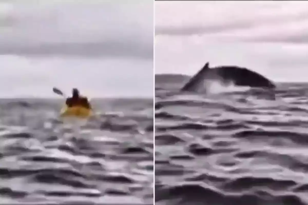 Una persona en un kayak amarillo en el océano con una ballena emergiendo del agua cerca.