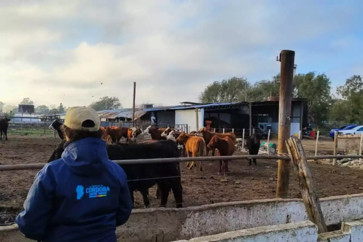 Person wearing a blue jacket and a light-colored cap observing a group of cows in a corral on a rural farm with barns in the background Person wearing a blue jacket and a light-colored cap observing a group of cows in a corral on a rural farm with barns in the background