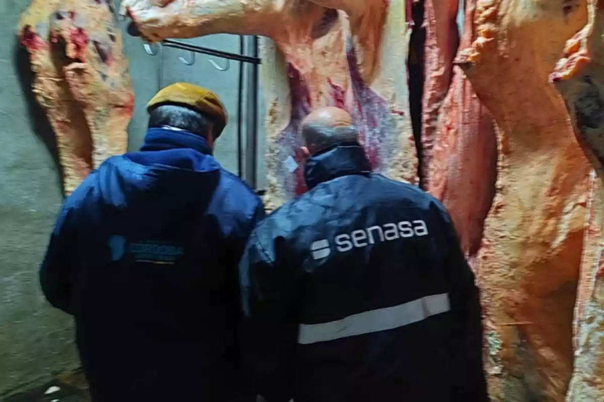 Two people wearing official agency jackets inspect meat carcasses in a cold storage facility.