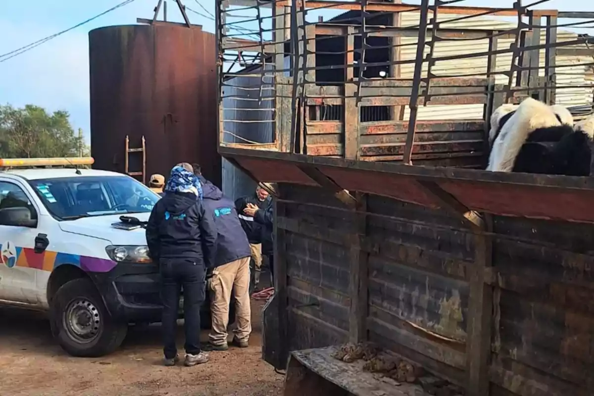 Several people wearing warm clothing are standing next to a white pickup truck and a rusty livestock truck with a cow inside, in a rural setting with metal structures and a large tank in the background. Several people wearing warm clothing are standing next to a white pickup truck and a rusty livestock truck with a cow inside, in a rural setting with metal structures and a large tank in the background.
